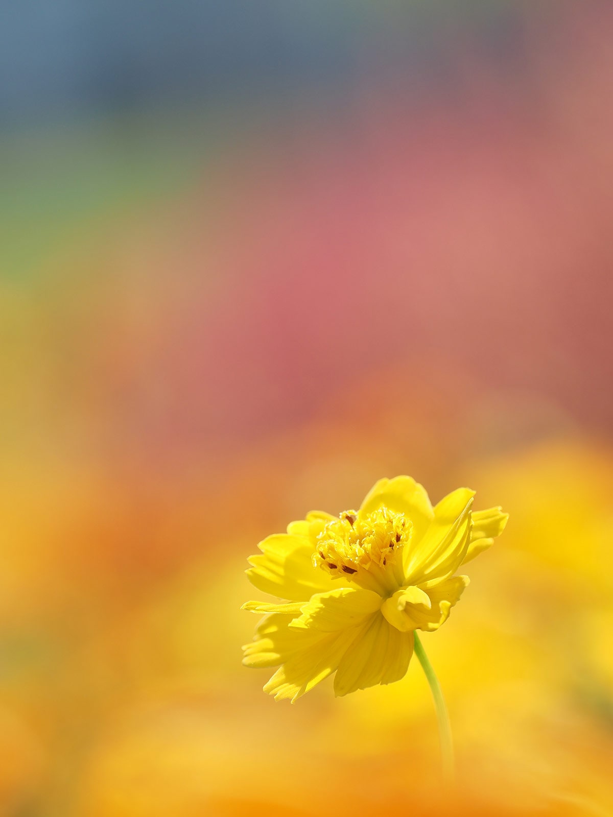 写真家 吉住 志穂 × M.ZUIKO DIGITAL ED 40-150mm F4.0 PRO ～美しい