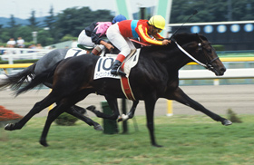 マックスビューティ｜名馬メモリアル｜競馬情報ならJRA-VAN