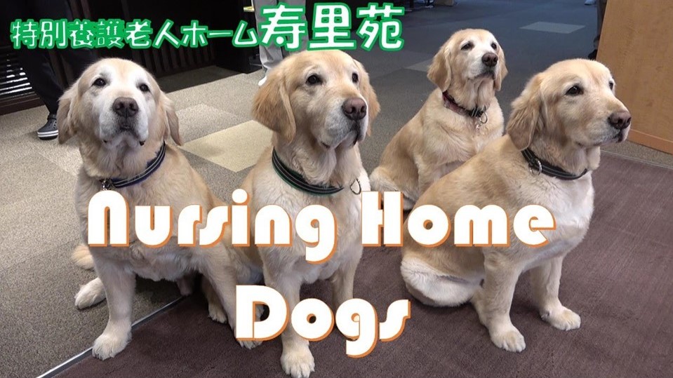 大阪府河内長野市/寿里苑】老人ホームに住むゴールデンレトリバーたち