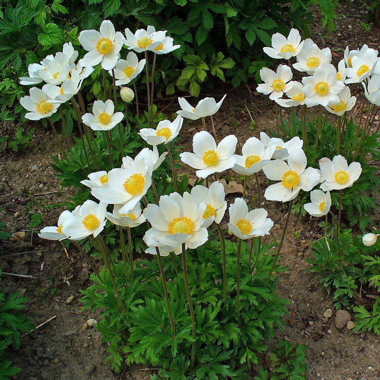 Anemone sylvestris ~ Snowdrop Anemone – JTSOP Farms