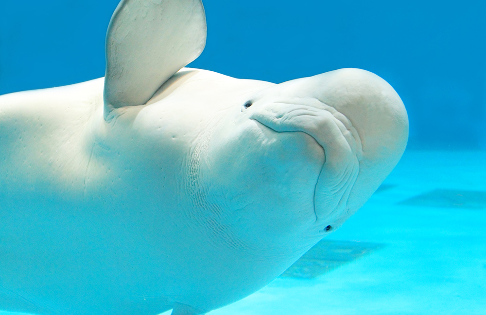 千葉県鴨川市のふるさと納税返礼品に「鴨川シーワールド年間パスポート