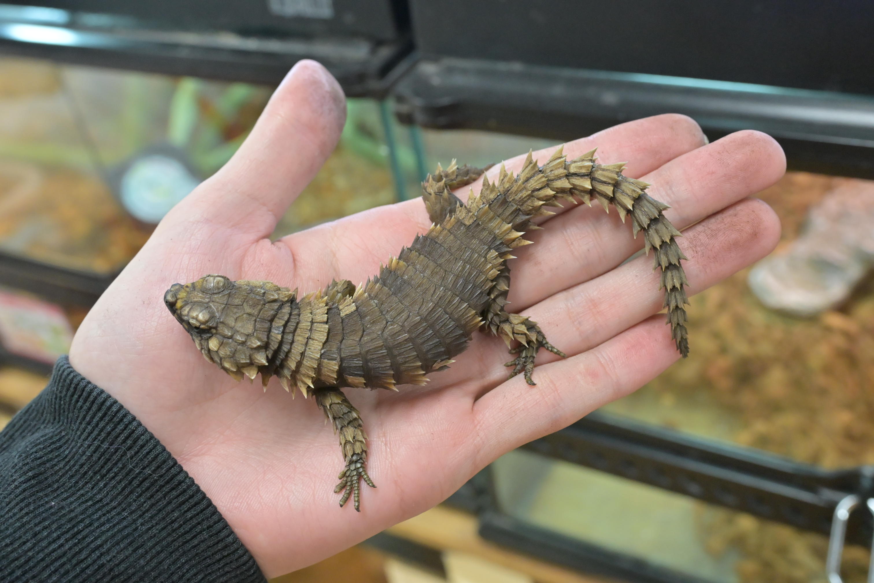 トカゲ | 入荷情報 | かねだい伊勢原店