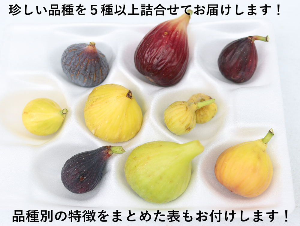 イチジク イチジク直送 観音山フルーツガーデンのイチジク