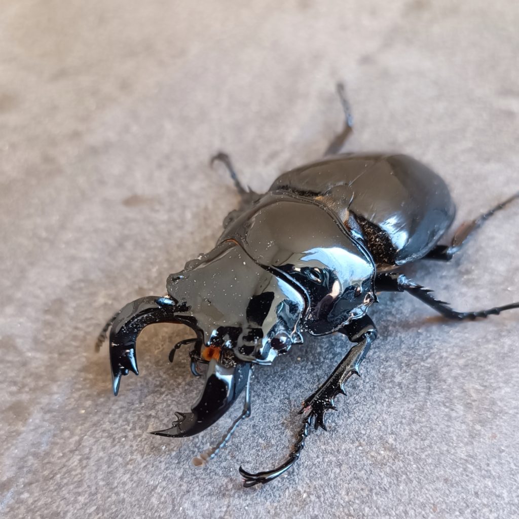 タランドゥスオオツヤクワガタの魅力とネット販売で購入するメリット