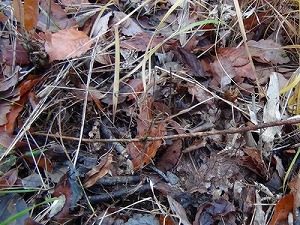 あけび蔓 | ちいくろ工房