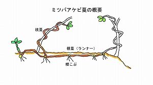 あけび蔓 | ちいくろ工房