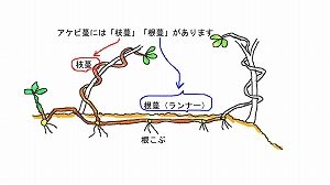 あけび蔓 | ちいくろ工房