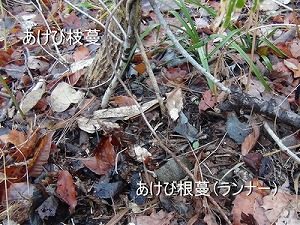 あけび蔓 | ちいくろ工房