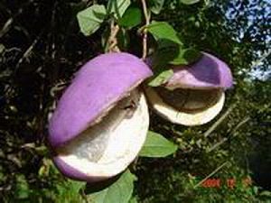 あけび蔓 | ちいくろ工房