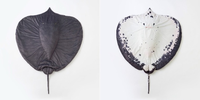 世界最大の淡水エイ「ヒマンチュラ・チャオプラヤ」の原寸大ぬいぐるみ