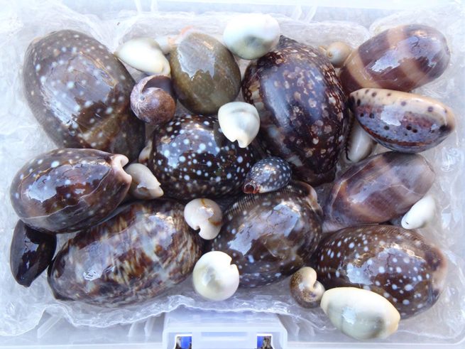 ビーチコーミングでツルピカ・タカラガイをゲットして カッコイイ標本