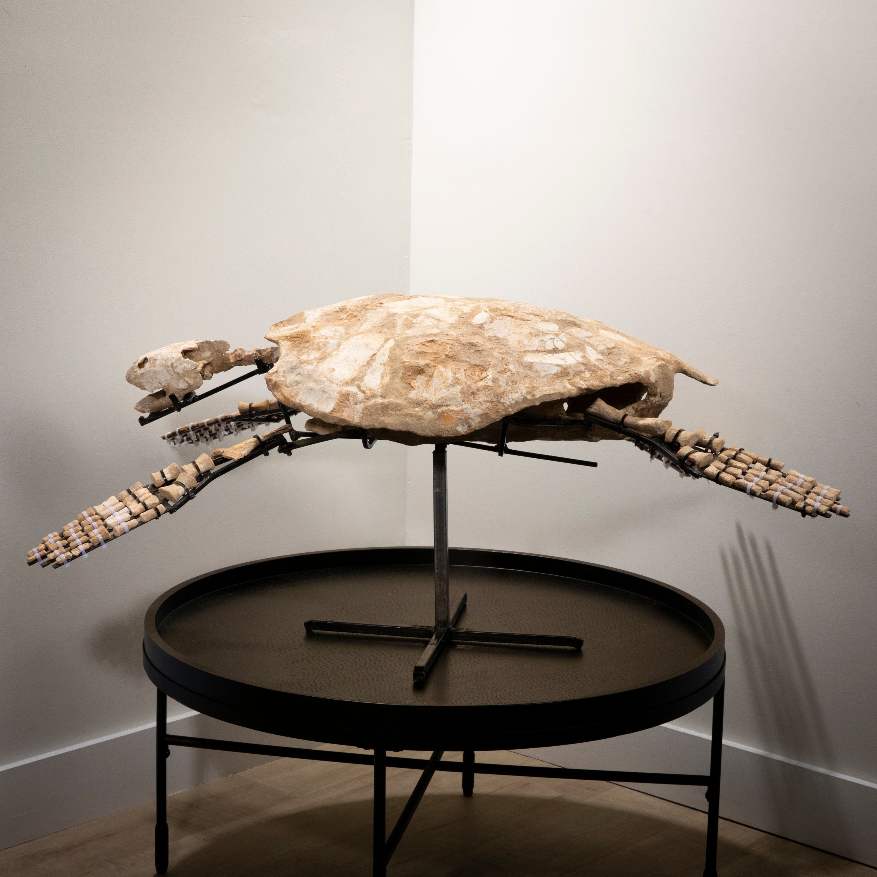 KALIFANO | Natural Morocco Turtle Fossil - 44