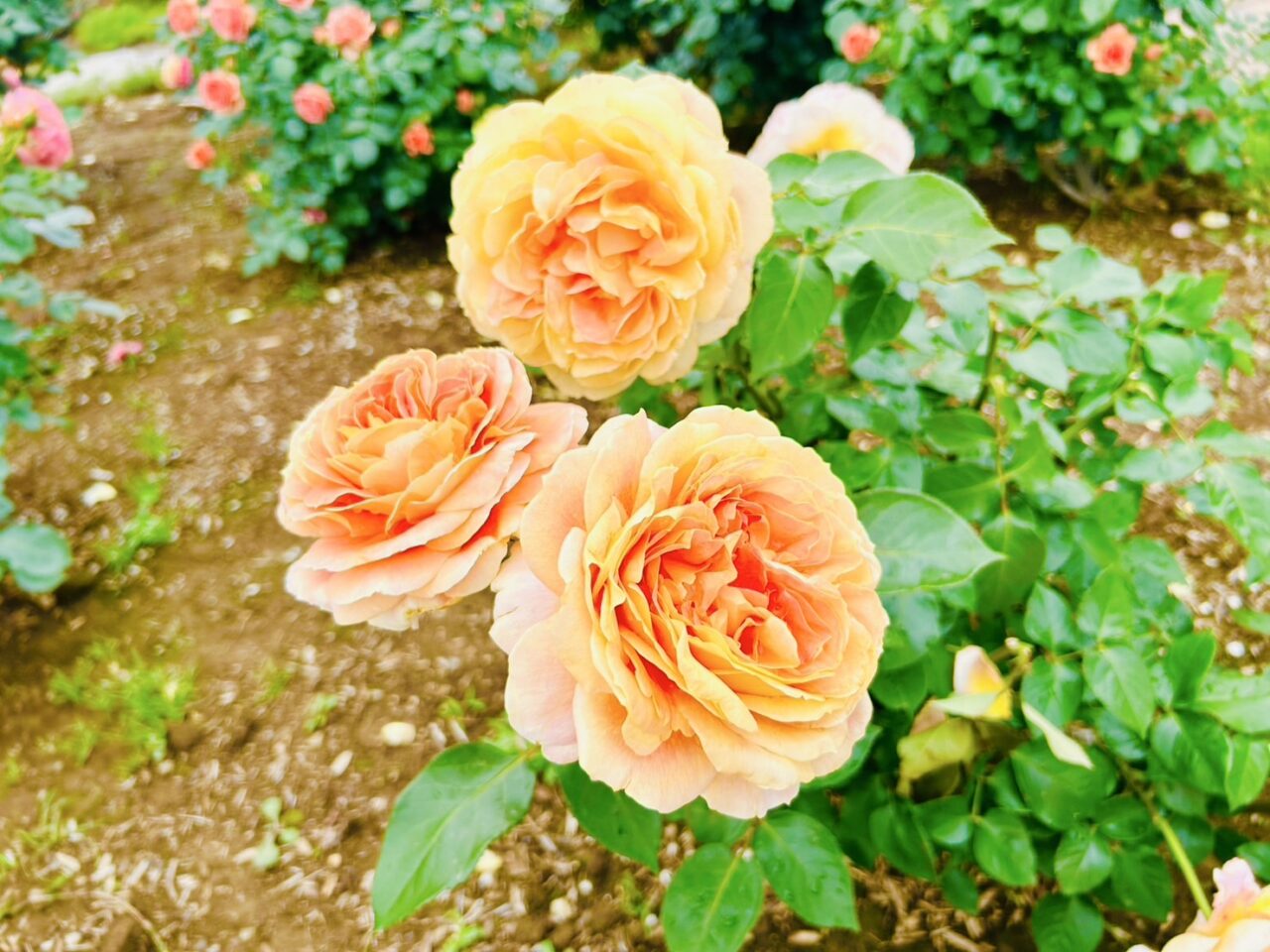 葛飾区】癒しの香りと色彩…花ざかりのイングリッシュガーデンへ「奥戸