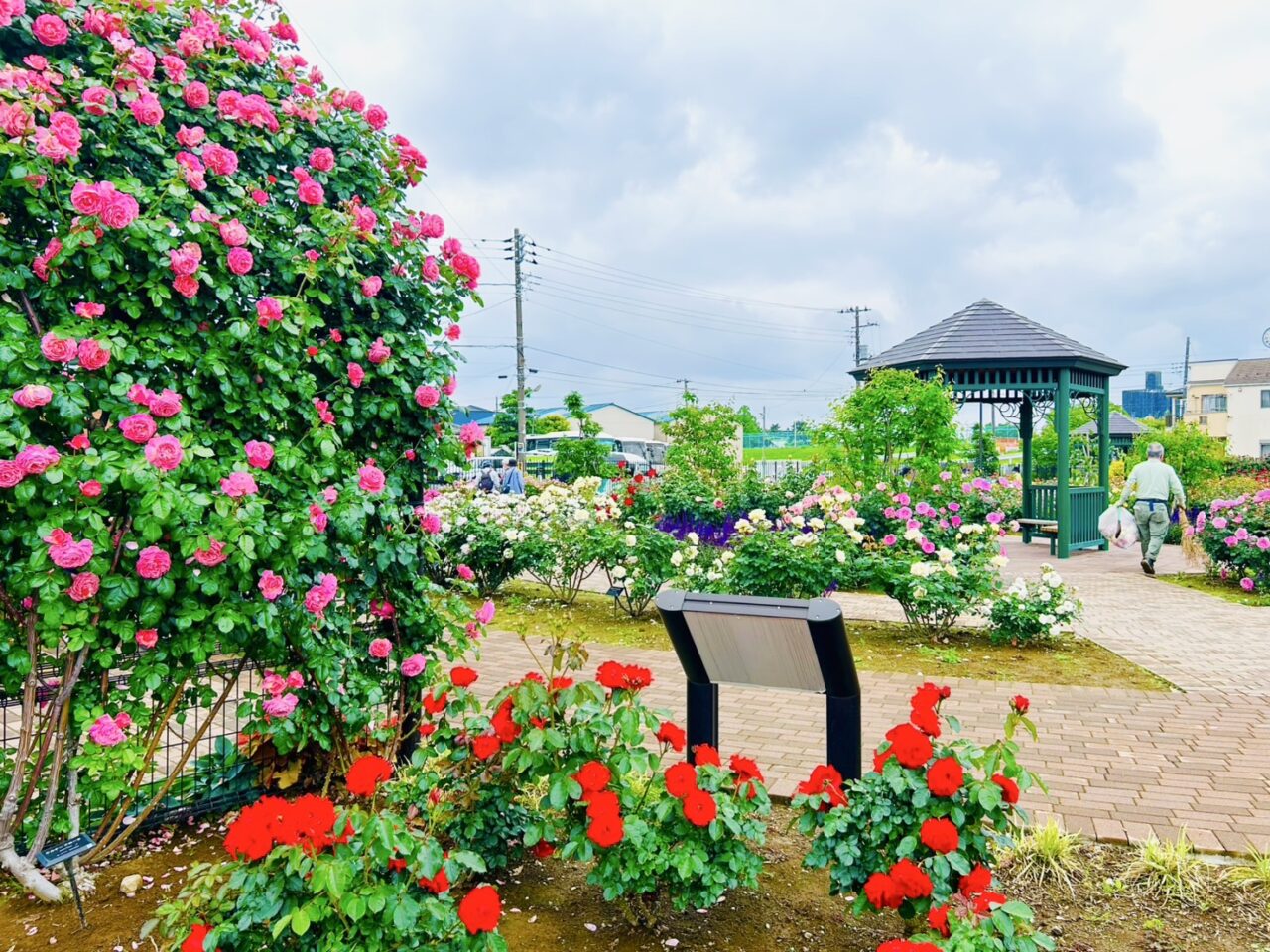 葛飾区】癒しの香りと色彩…花ざかりのイングリッシュガーデンへ「奥戸