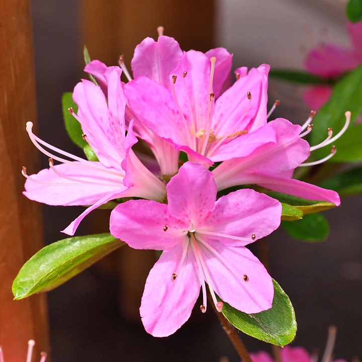 ツツジ園芸品種図鑑