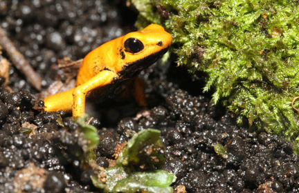 日本最大の体感型カエル館 KawaZoo【カワズー】 ｜ 日本最大の体感型