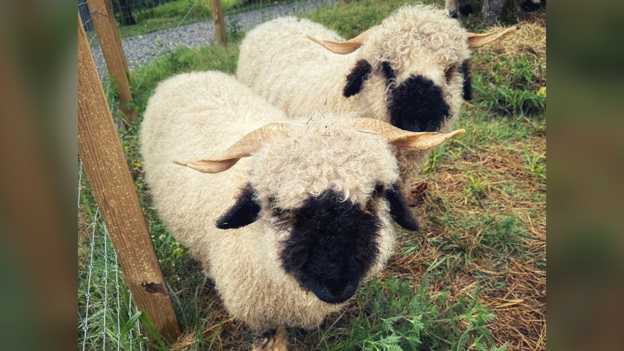 Meet the 'cutest sheep in the world,' Valais Blacknose sheep at