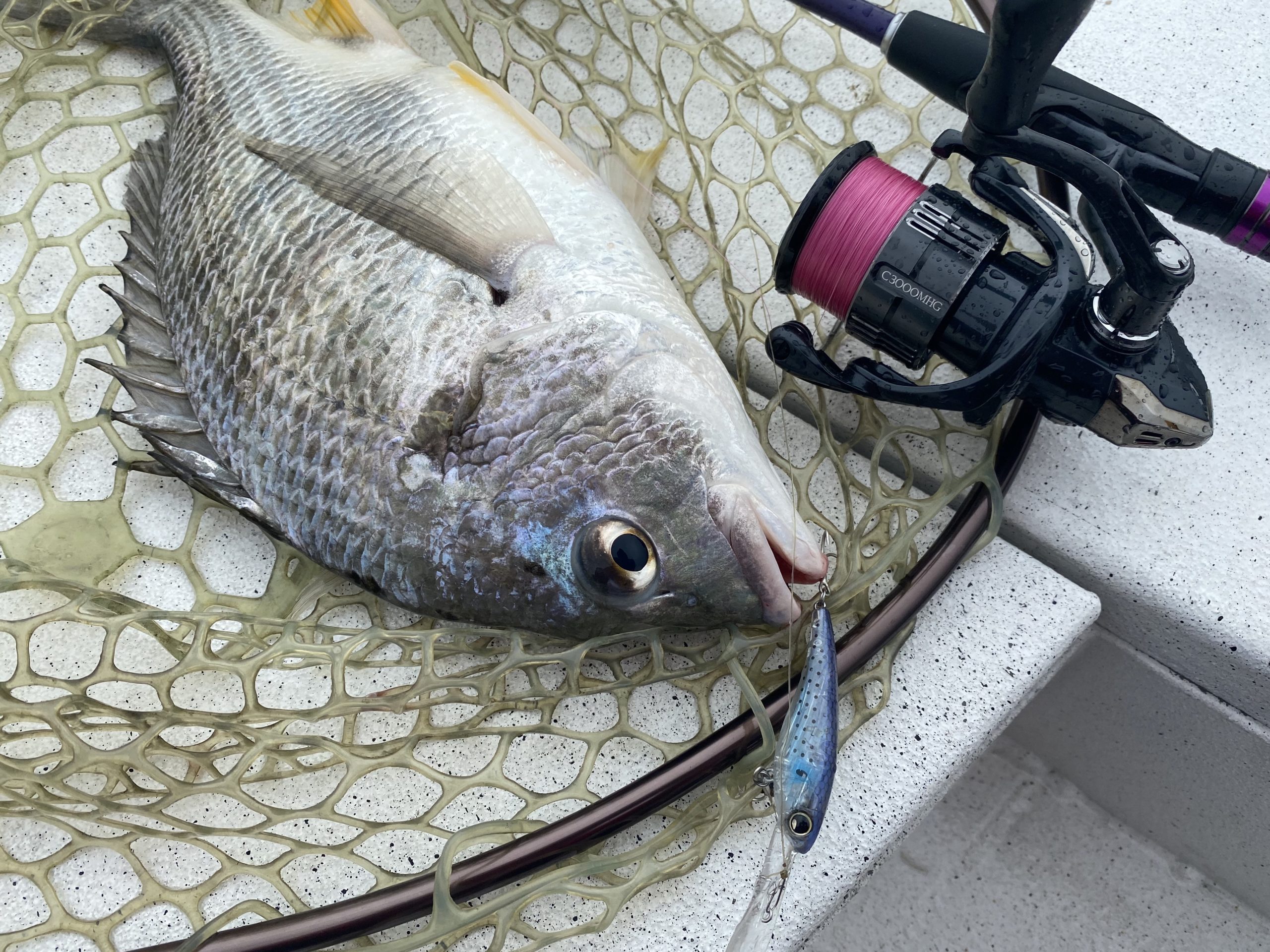 ブレニアスBB S70ML - 黒田健史の「いろはにほへと」