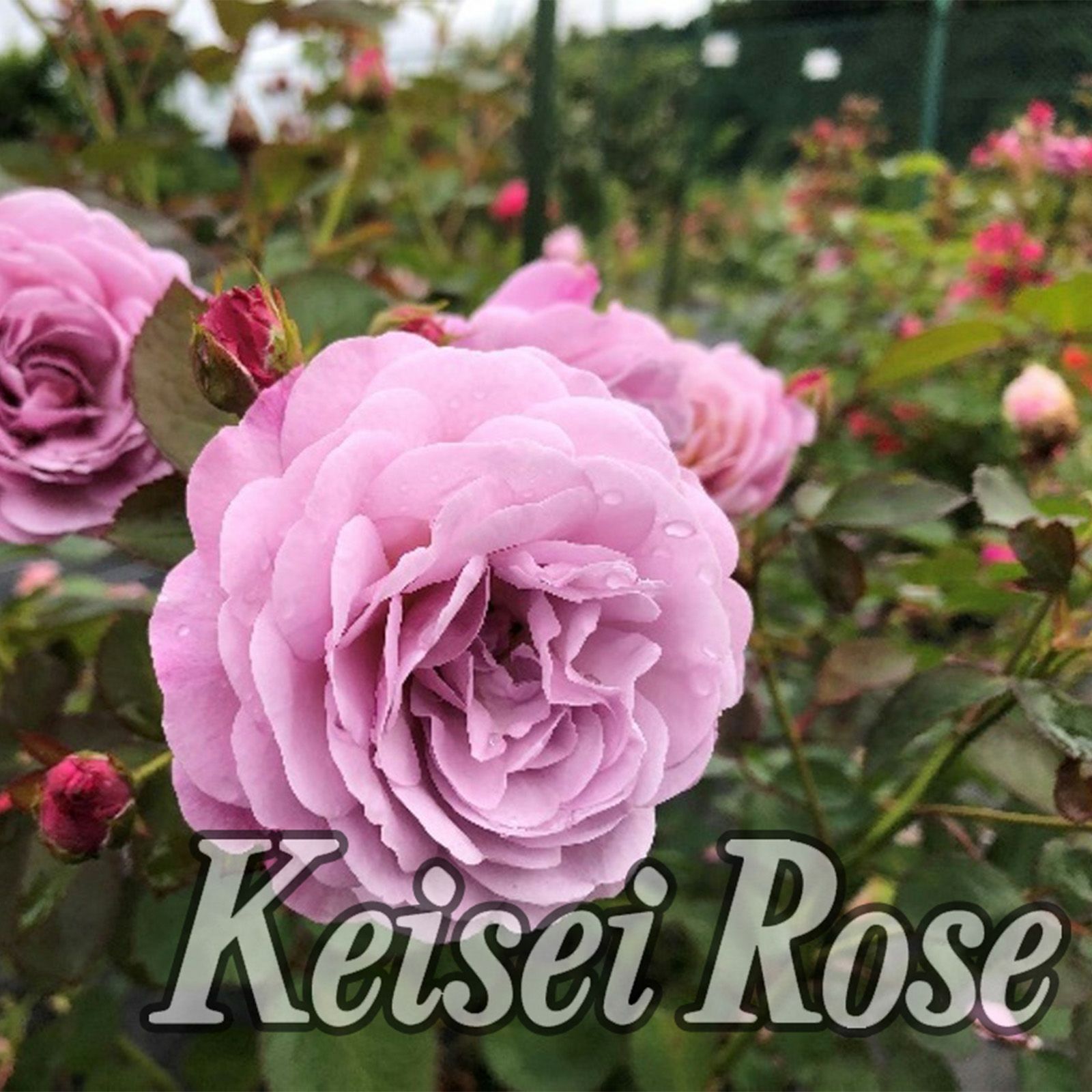 即納[あいの風]秋苗/バラ(2508k)|バラと庭あそび京阪園芸公式