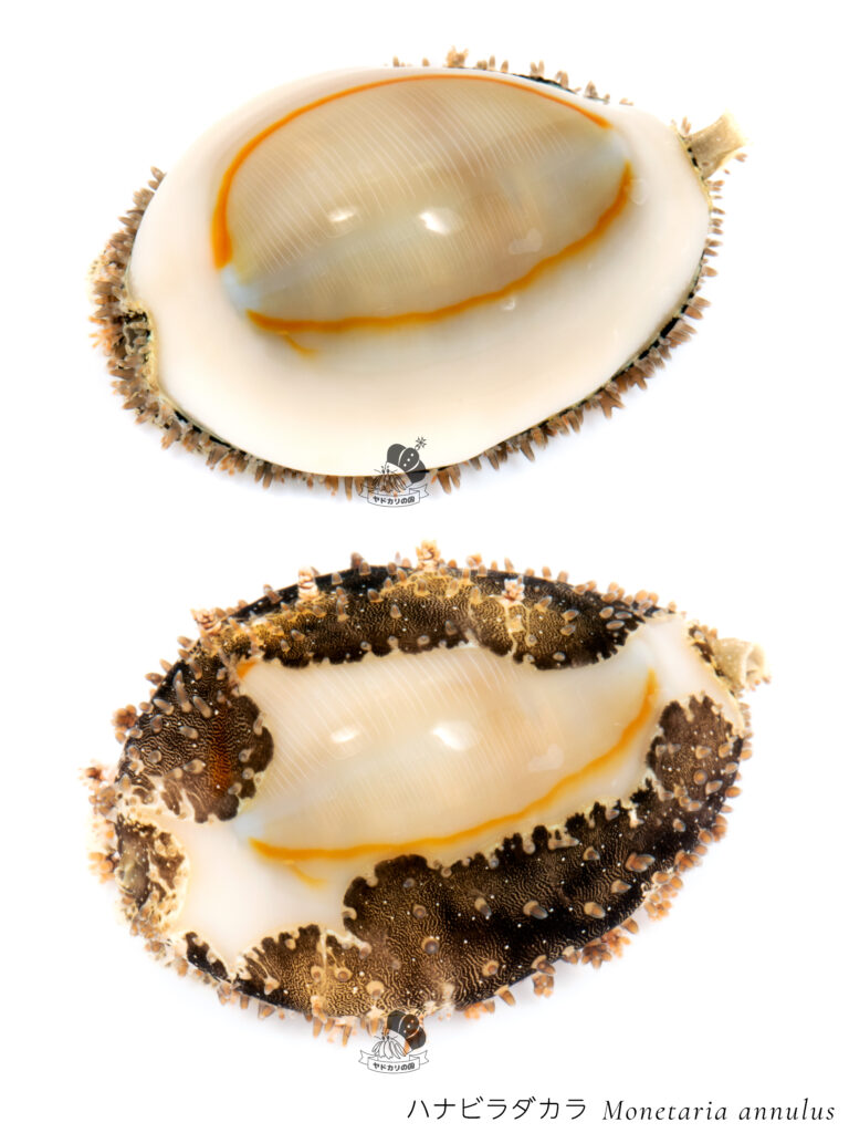 タカラガイの軟体部 | ヤドカリの国