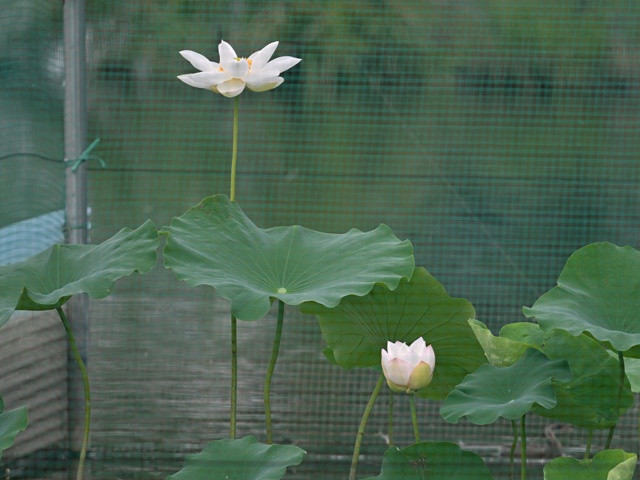 川越 伊佐沼 古代蓮 (水彩画) 古代蓮をクローズアップした沼の風景【伊