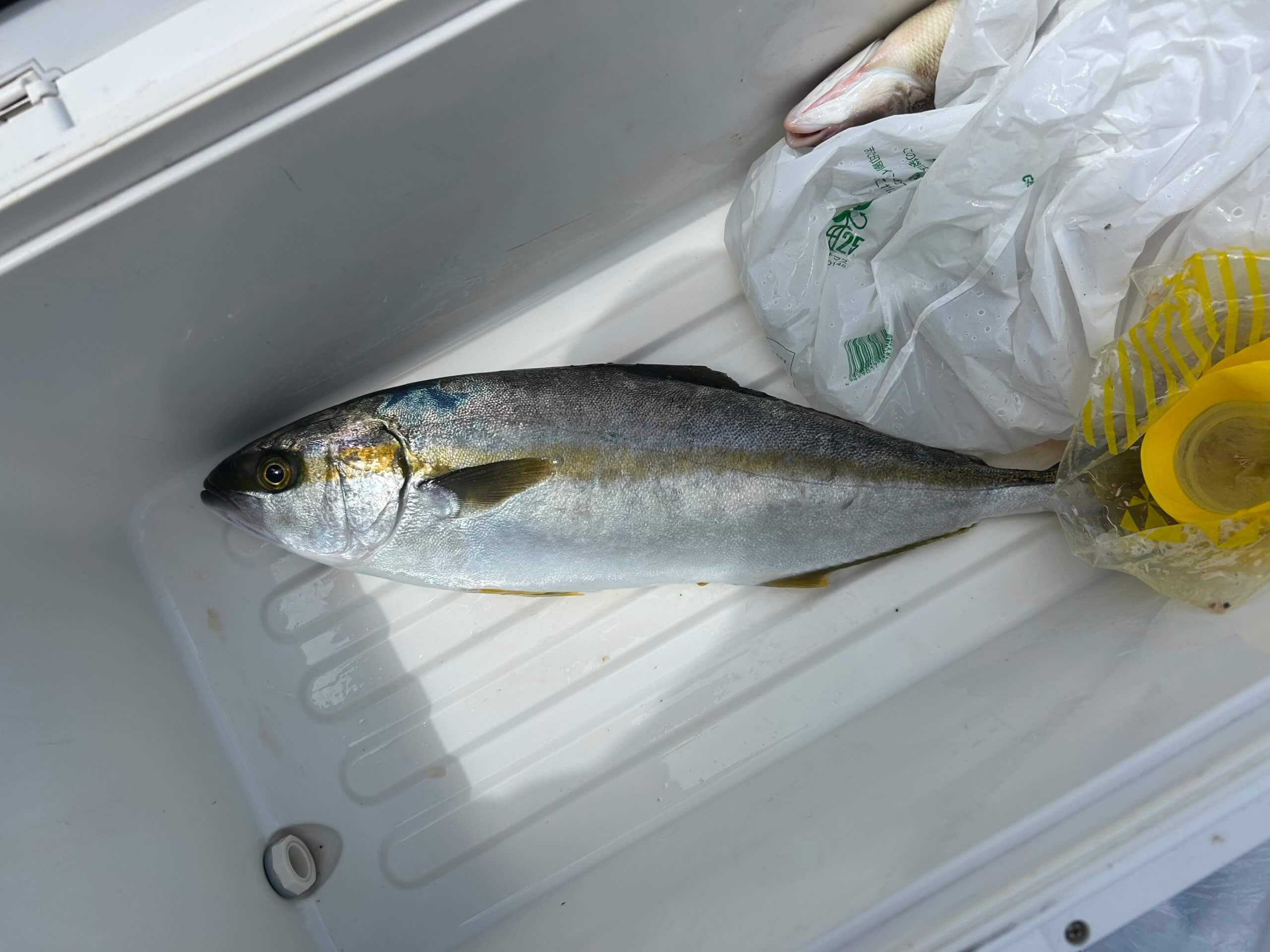 2025年8月8日(金)の波止 磯 釣果報告 | 山陰 島根県浜田市 浜田港発着