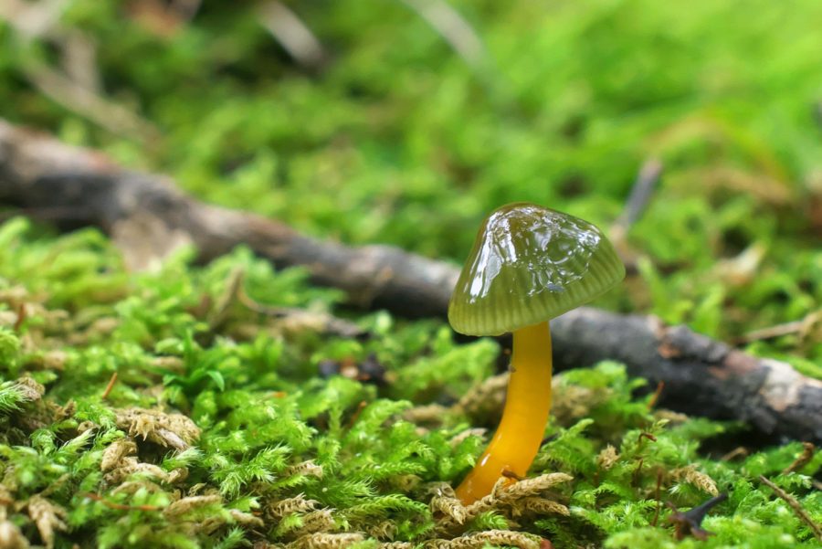 ワカクサタケを眺めてみる | きのこびと