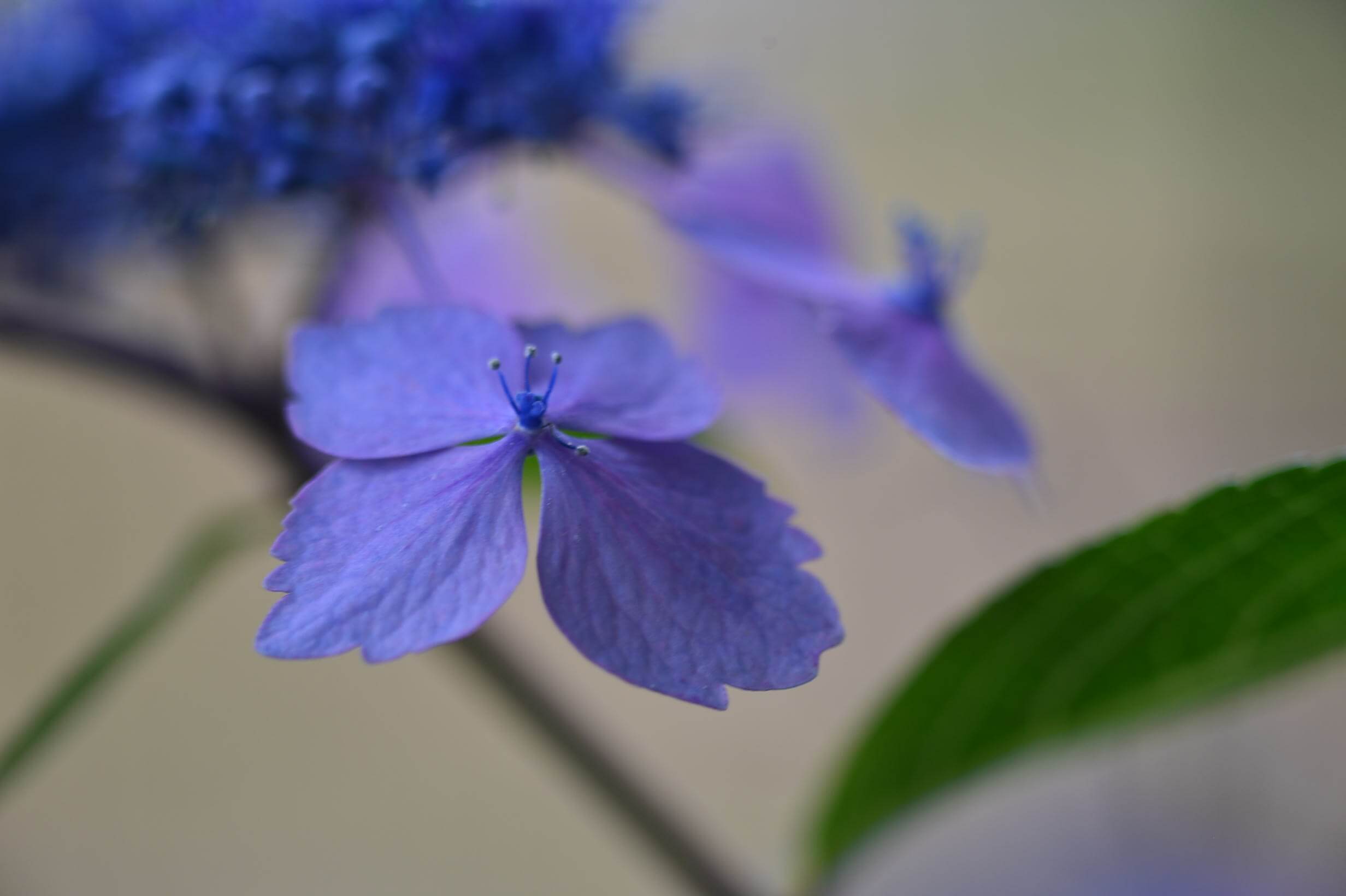 Ai-S Micro-Nikkor 105mm f4と試し撮り。これは気持ちのいい散歩レンズ