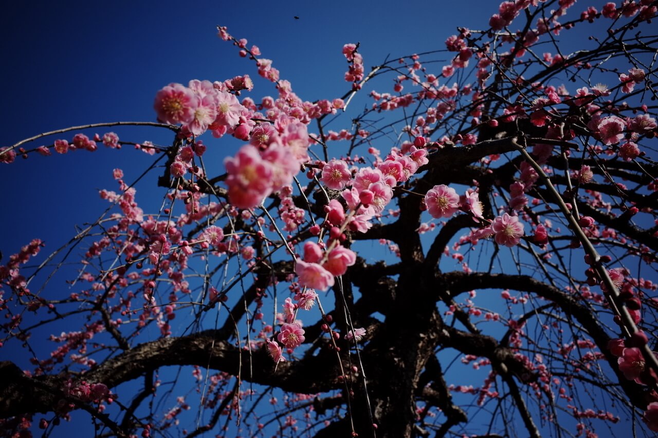 僕の写真生活は、この初代RICOH GRで加速したように思う。｜記憶カメラ