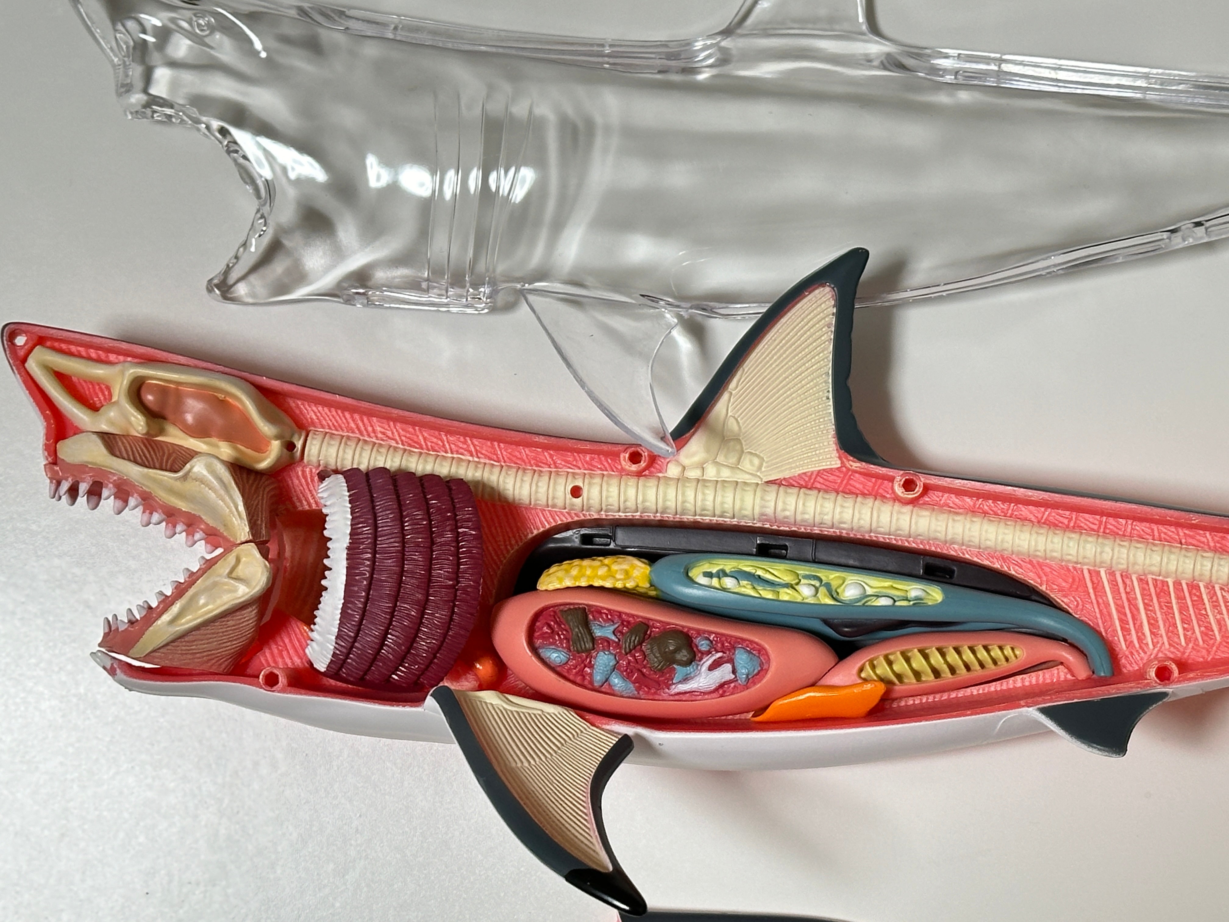 4D Master 622028 Great White Shark ホホジロザメ 解剖モデル
