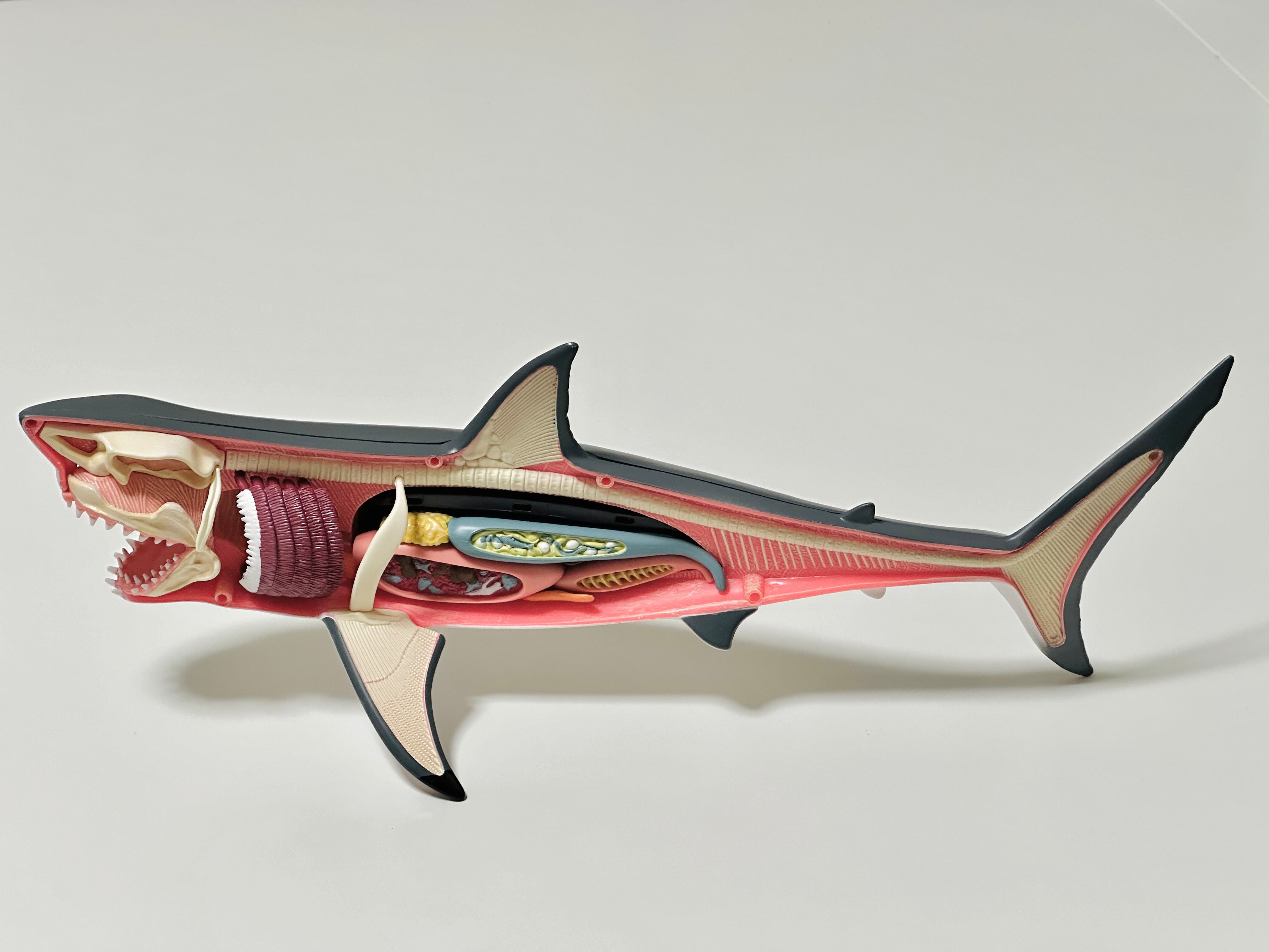 4D Master 622028 Great White Shark ホホジロザメ 解剖モデル