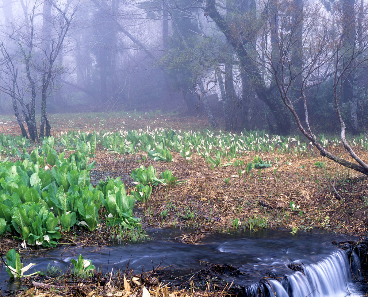 第9話 中判レンズ ペンタックス67：SMC TAKUMAR 6×7 105mm 1:2.4 – こ