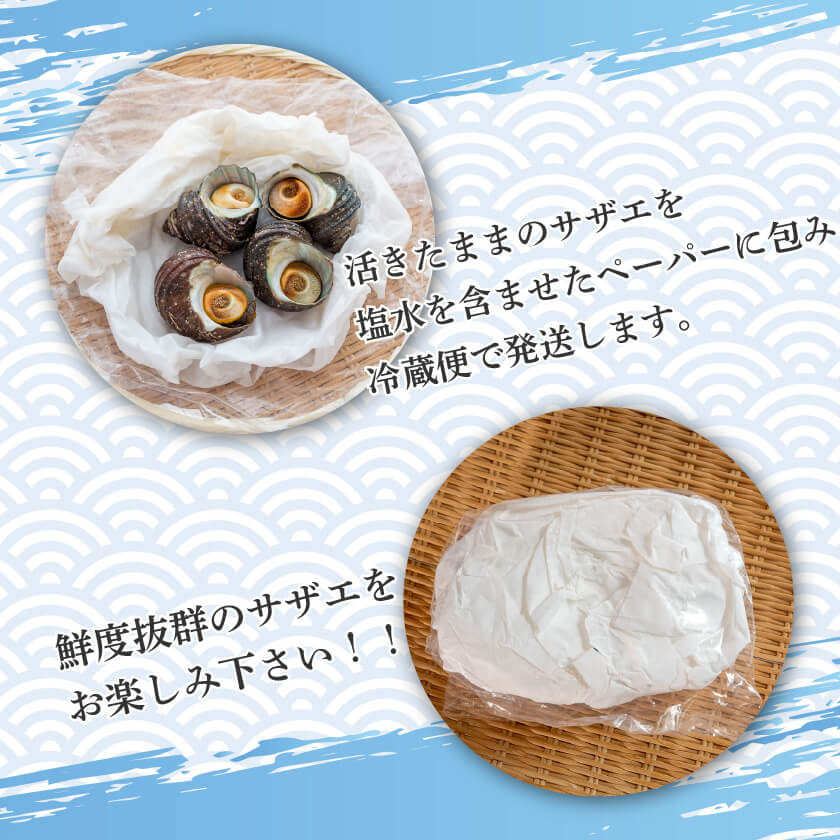愛媛県産・活サザエ【お届け不可地域あり】 – 高知かわうそ市場