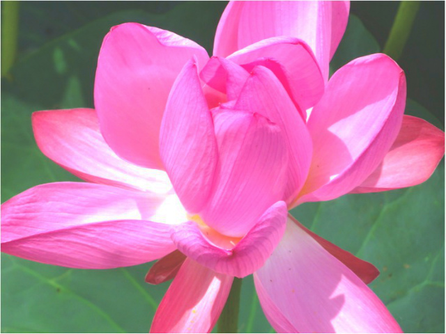 川越中心街から車で10分のリゾート 〜伊佐沼の古代蓮とえすぽわーる伊