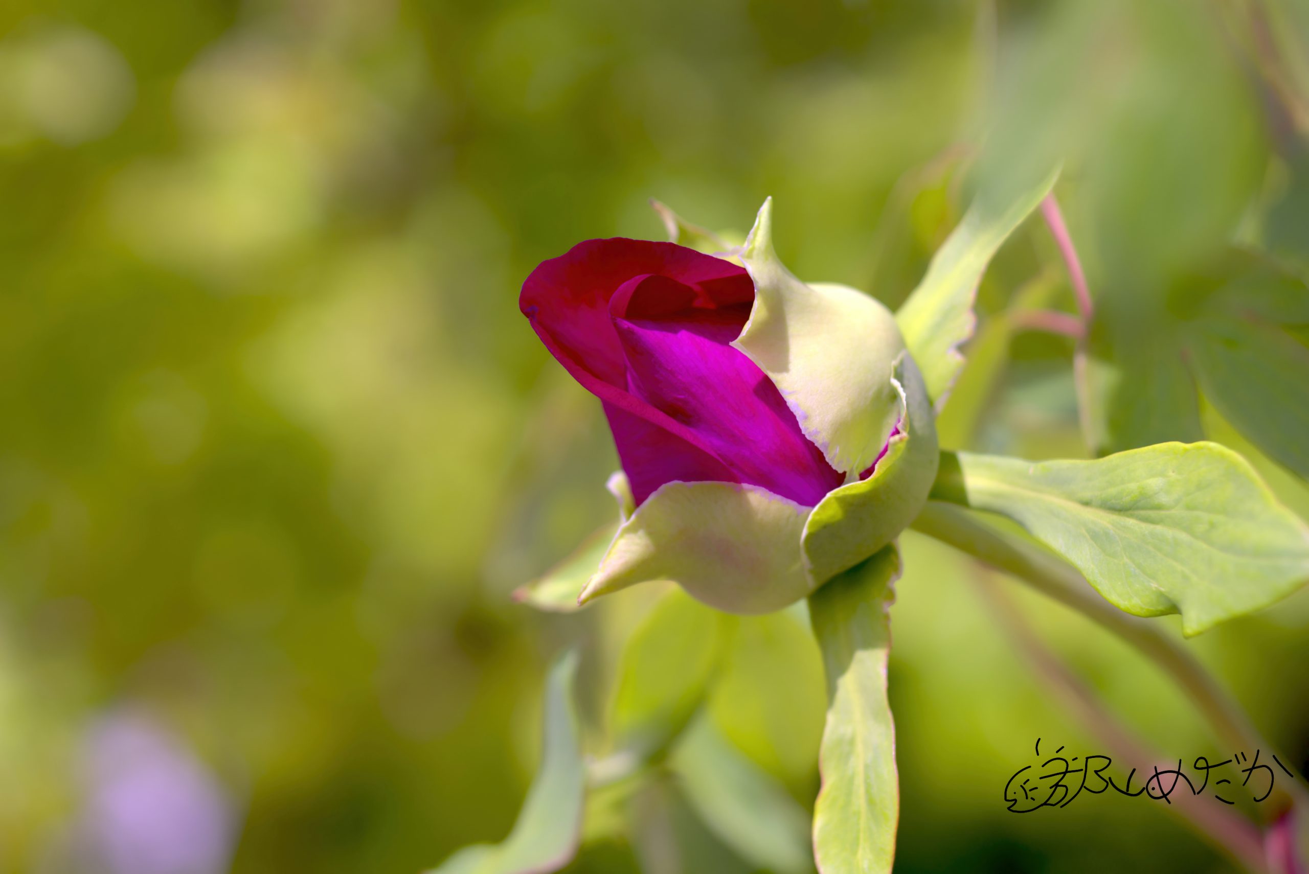 Kyocera af 60mm macro f2.8は写り以外は嫌いなレンズ - 郡山めだか