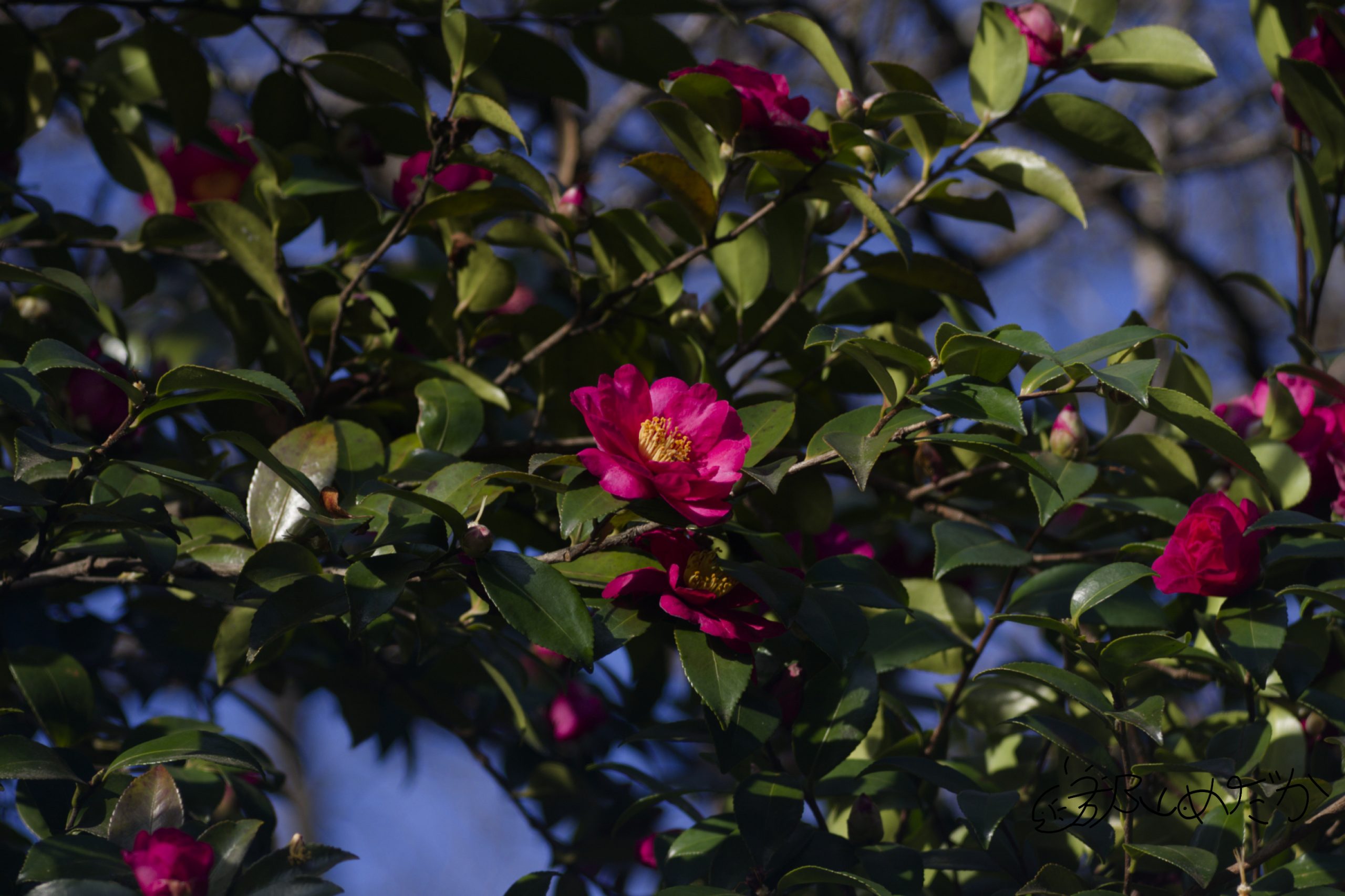 Steinheil Munchen culminar 135mm f4.5は順光だと良い - 郡山めだか