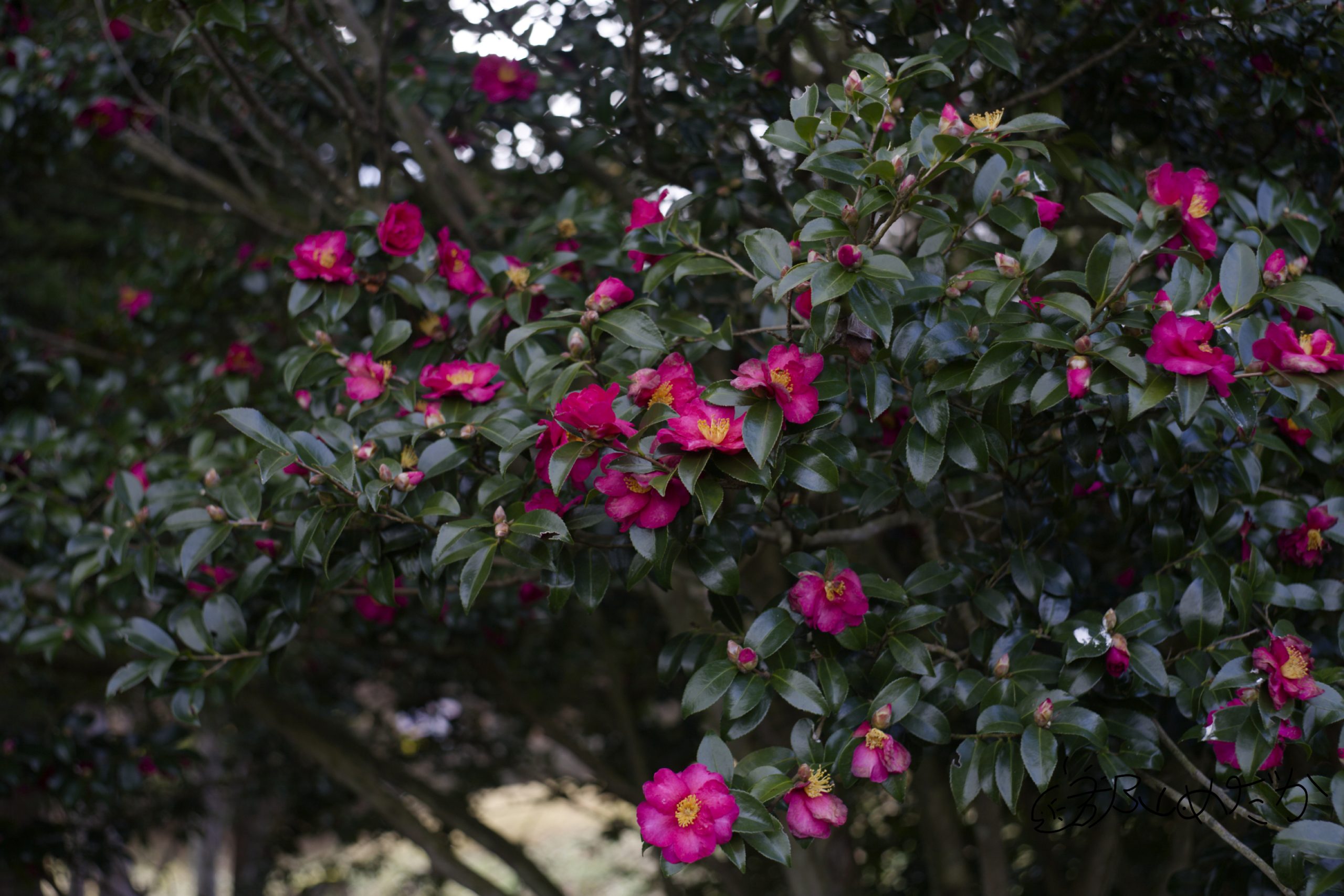 xenon 50mm f1.9 デッケルマウント 黒ではなく銀色の鏡筒のレンズの