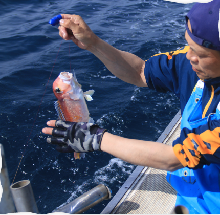 延縄漁（はえなわりょう）｜こすえ旅館｜若狭おおい 大島半島