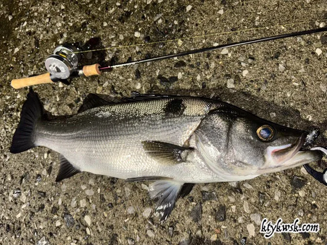 ABU Ambassadeur 1601C IAR SBF | ktykwsk.com