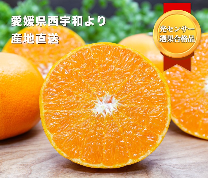 濃厚な甘みが特徴の愛媛西宇和産せとかを産地直送【お試し用12kg】
