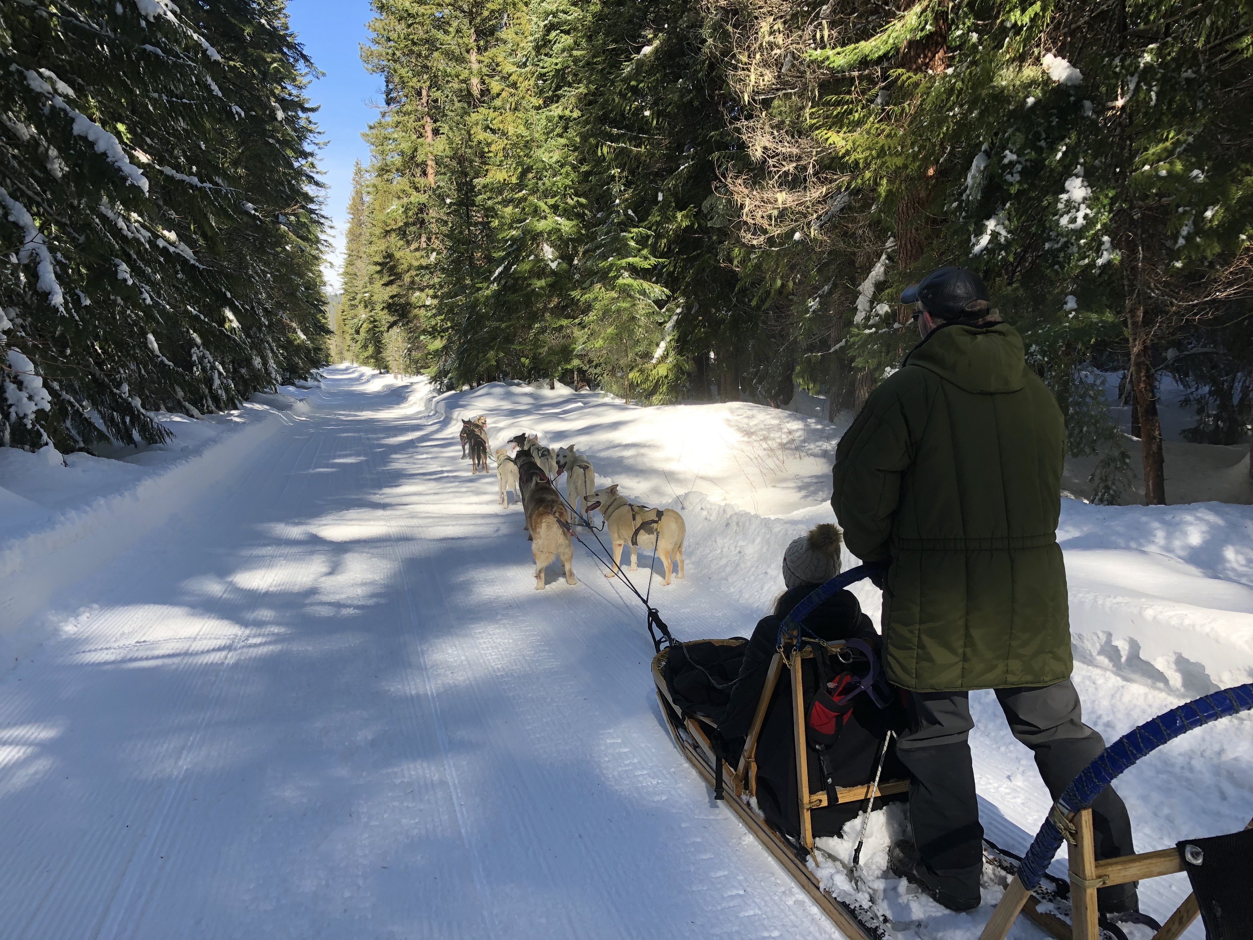 KUOW - Sled dogs in demand in Washington state amid snow sports craze