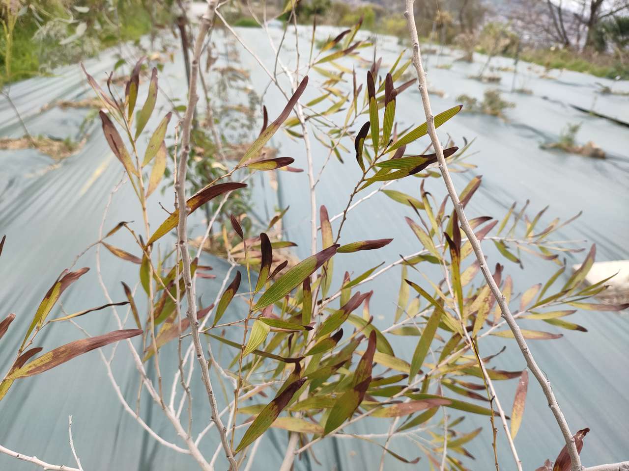 アカシア・コンフューサ (相思樹 ソウシジュ) – 育つ様子や育成例の