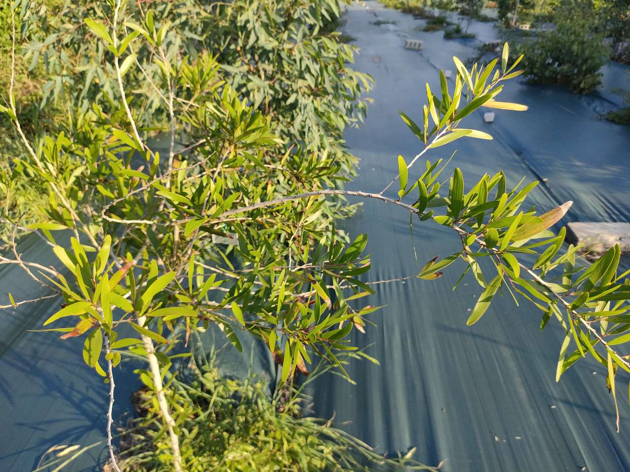 アカシア・コンフューサ (相思樹 ソウシジュ) – 育つ様子や育成例の