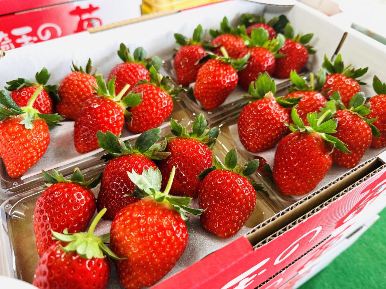 久喜市】べにたまも食べ放題！まもなくむさしのふぁーむのいちご狩りが