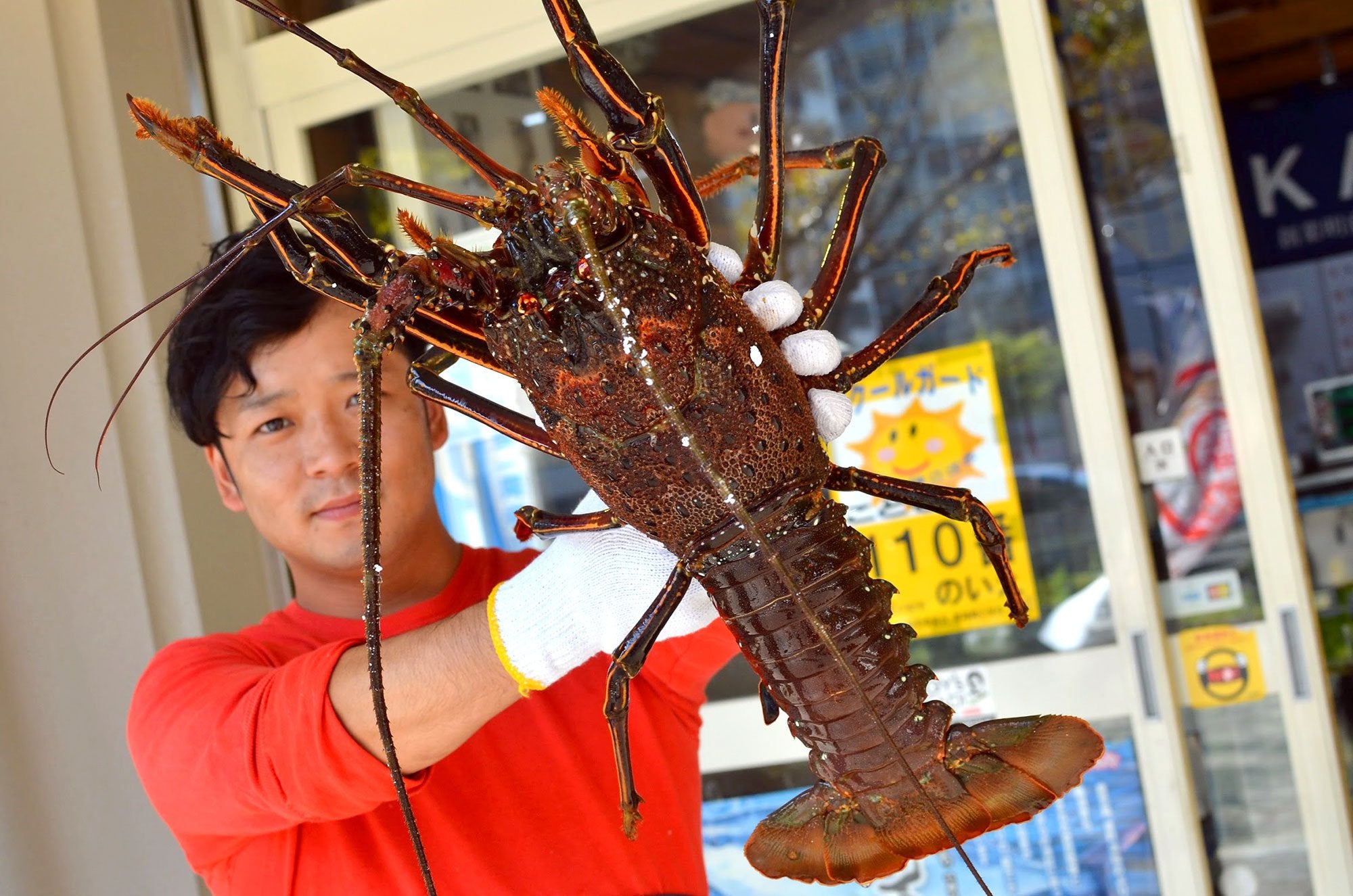 天然活き伊勢海老・生きたまま届く1kgの特大サイズ – KUUCA