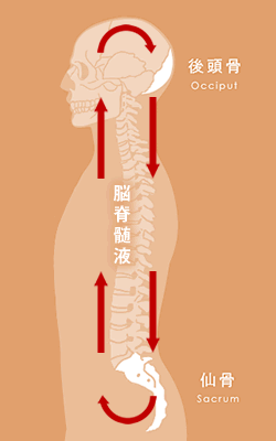 S O T1979 仙骨後頭骨テクニック 仙骨矯正 (SOT:仙骨後頭骨テクニック