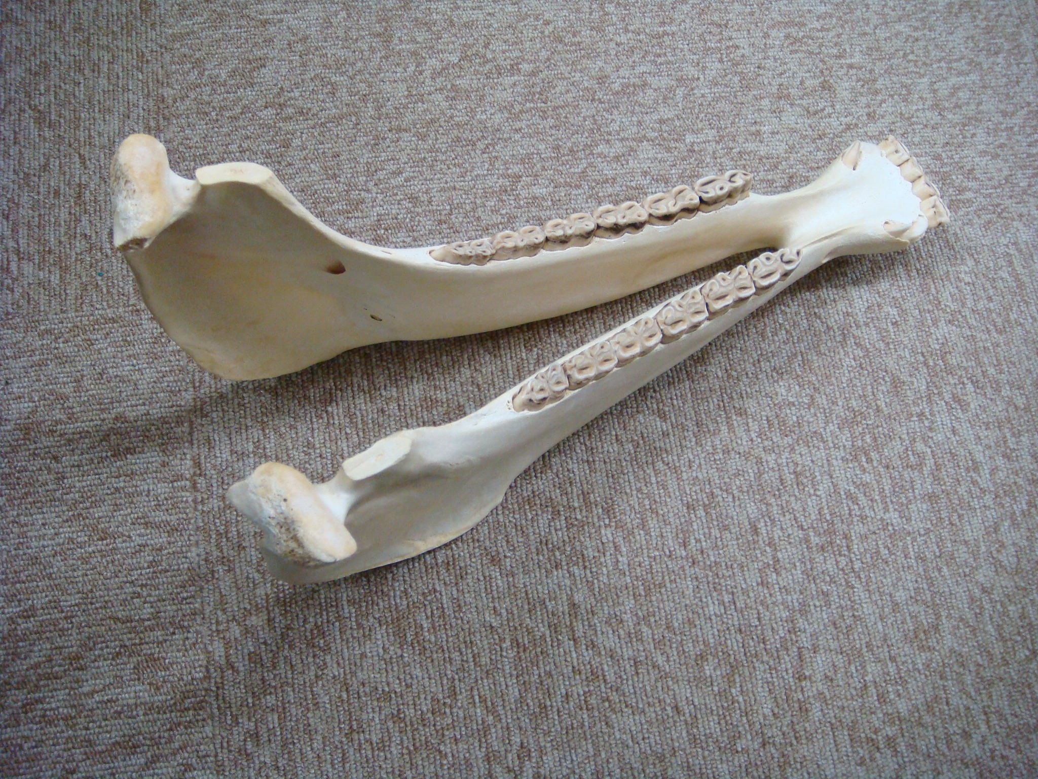 身近な音具たち