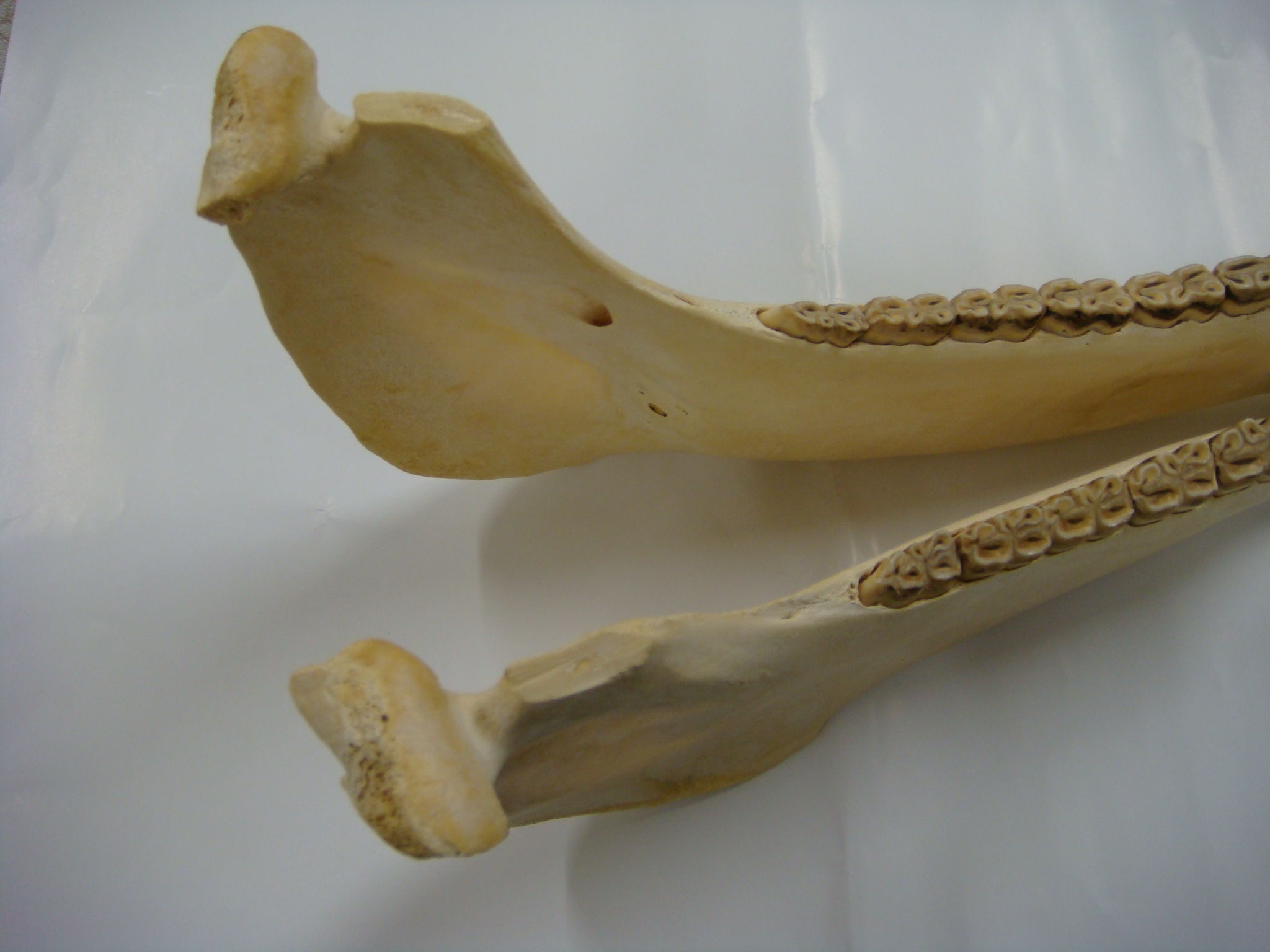 身近な音具たち