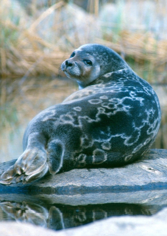 SAIMAANNORPPA towel 48x70cm – LAPUAN KANKURIT（ラプアンカンクリ）