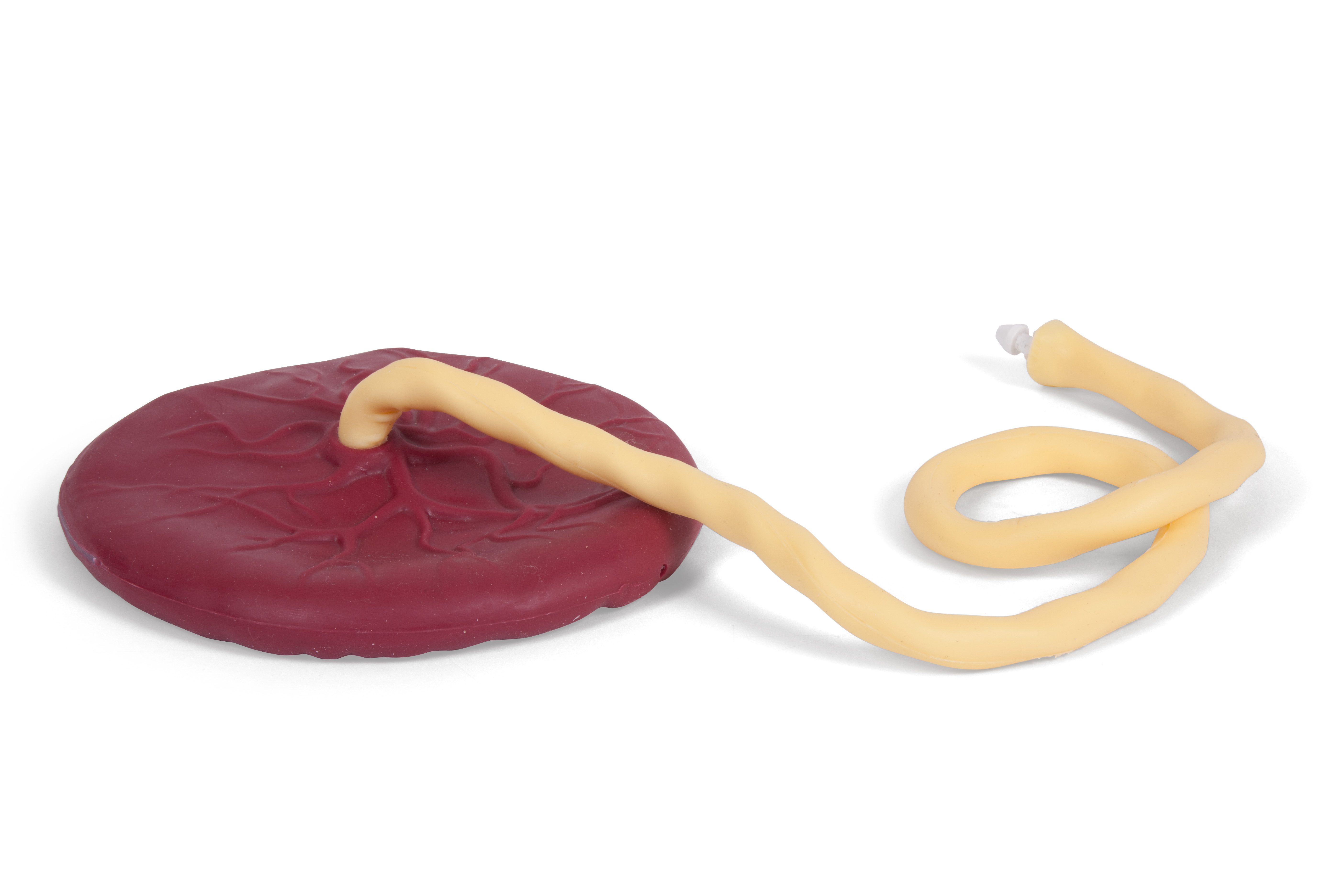 80123-01-prompt_placenta.jpg?